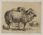 Zwei Widder, im Hintergrund ein Schaf