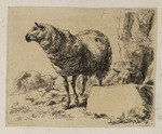 Drei Schafe, rechts ein Stein und Baumstamm