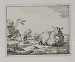 Liegendes Schaf rechts im Vordergrund, dahinter ein stehendes Schaf