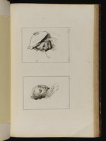 Oben: Kopf eines Mannes mit Hut im Viertelprofil nach links; unten:
